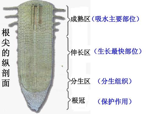 植物成熟区，伸长区，分生区，根冠的作用都是啥？？