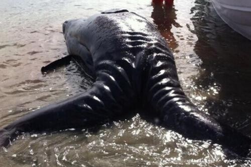 奥古布古是一种来自远古的生物“水中的恶魔”有什么根据吗？