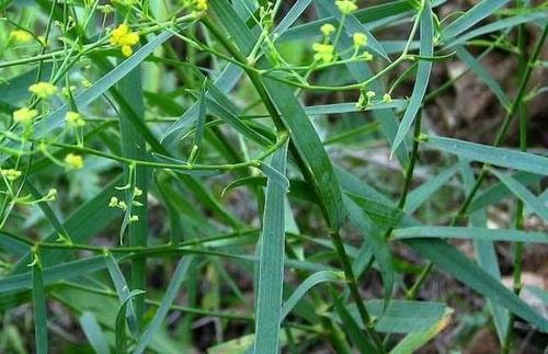 柴胡种子怎么种植方法和技术