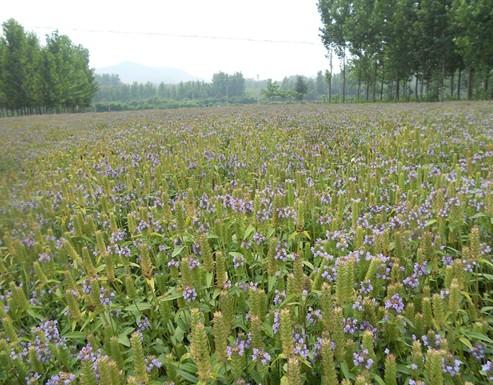 夏枯球怎么种植