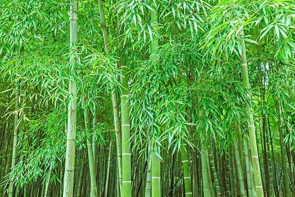 bamboo是什么意思