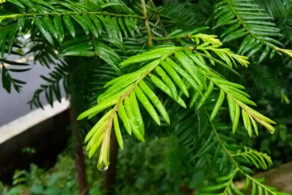 植物中的熊猫是什么植物?