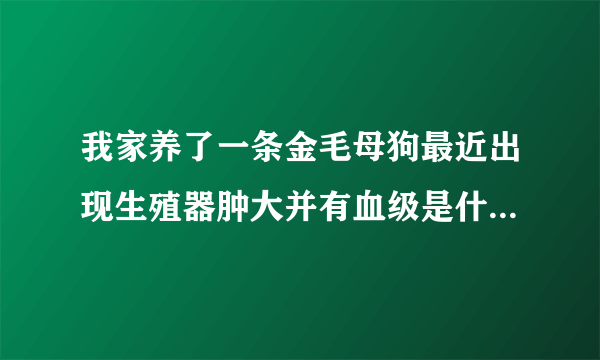 我家养了一条金毛母狗最近出现生殖器肿大并有血级是什么情况？是小狗还不到一年。