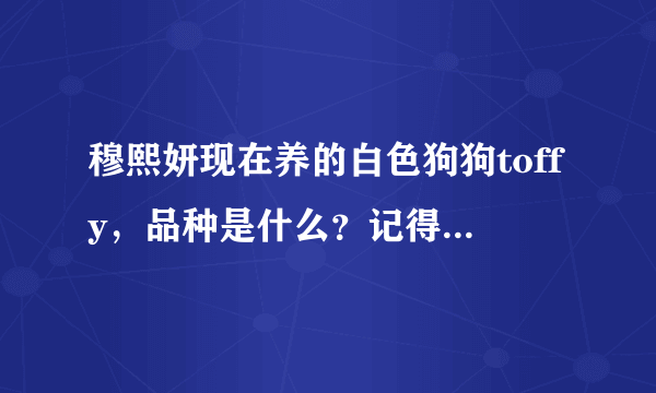 穆熙妍现在养的白色狗狗toffy，品种是什么？记得是混种的，她好像在微博回答过。求准确答案。狗的图片见下