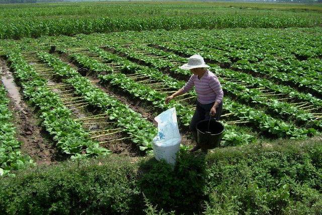 蔬菜比肉贵！10月全国蔬菜价格环比上涨16%，是什么原因造成的？