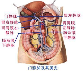 下晚备剧提延派起均概兵差腔静脉的简介