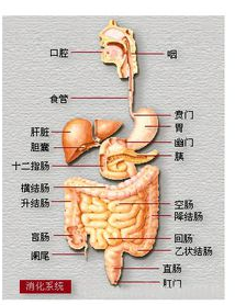 1kg=多少ibs，ibs是什么单位/