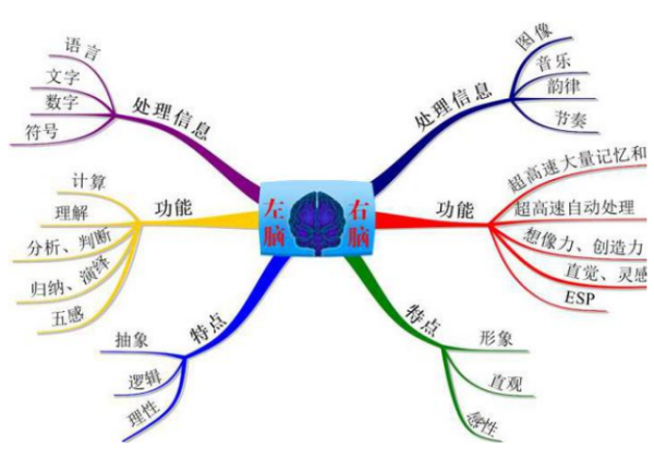 左右脑的功能