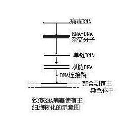 反转录和逆转录有什么区别?