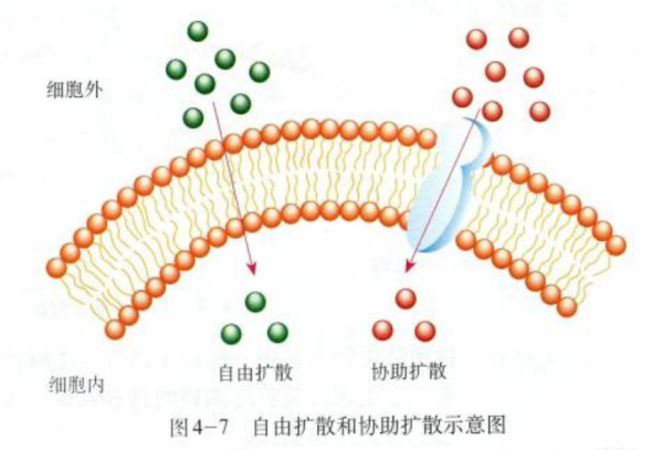 高中生物 三种运来自输方式怎么区别