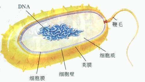 细菌的基本结构包括哪些