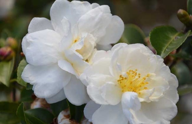 山茶花什来自么时候开花