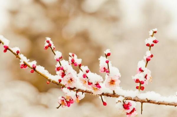 梅须逊雪三分白,雪却输梅一段香。大雪纷纷何所有,明来自月与我何相见。