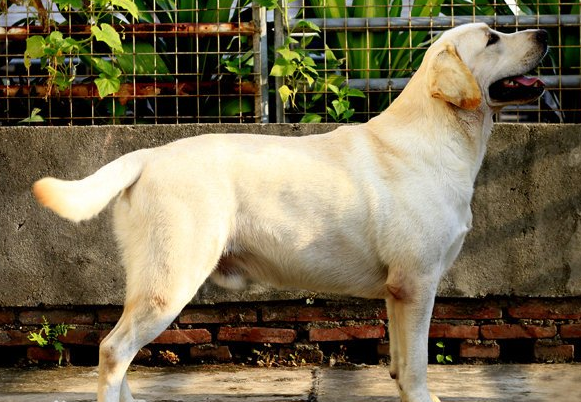 拉布拉多犬的致命缺点