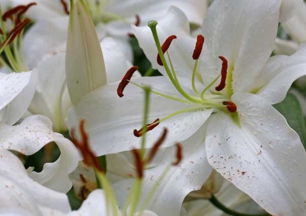 百合花语是什么?