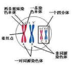 四分体的定义