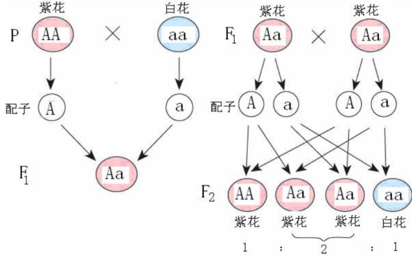 性状分离的原因是？