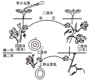 什么是三倍血教治初训体