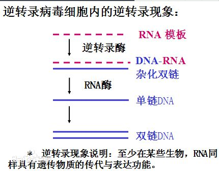 反转录和逆转录有什么区别?