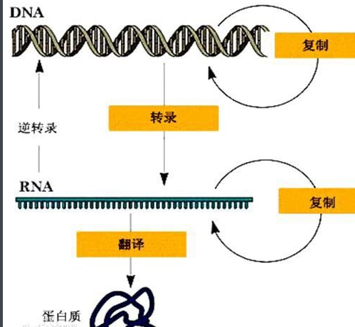 反转录和逆转录有什么区别?