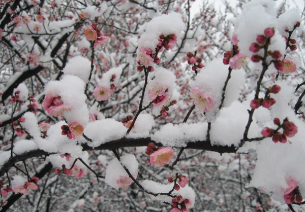 我爱你塞比航北的雪歌词