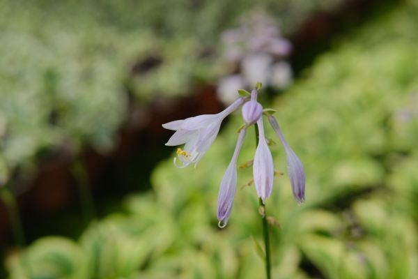 玉簪花花语