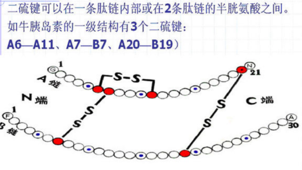 二硫键是什么？是肽键吗？怎么脱水的