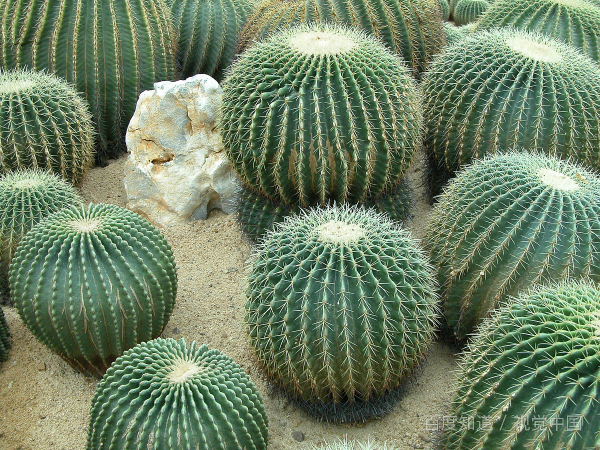 仙人掌科植物大全