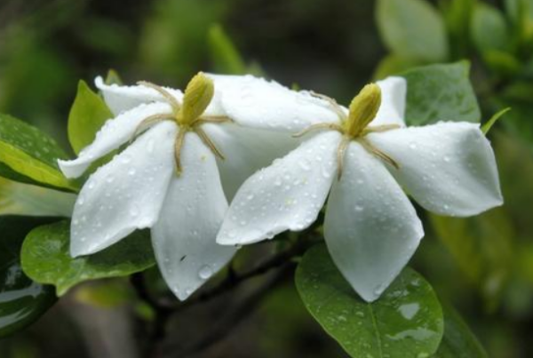 栀子花上什么肥料最好