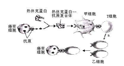 热休克蛋白的功能