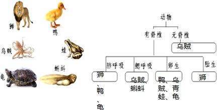 脊椎动物与无脊椎动物区别