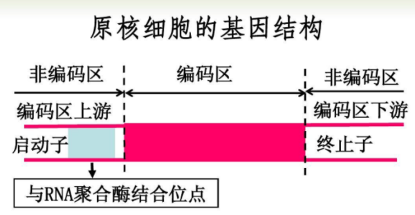 启动子和终止子分别是什么？