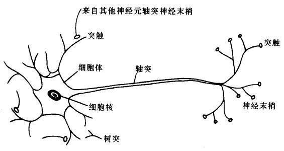 神来自经元是什么组成的？