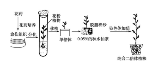 单倍体的概念是什么?