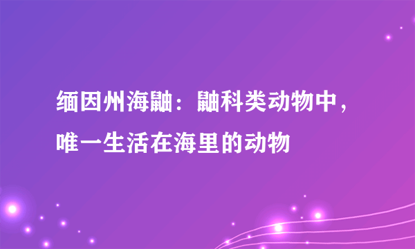 缅因州海鼬：鼬科类动物中，唯一生活在海里的动物