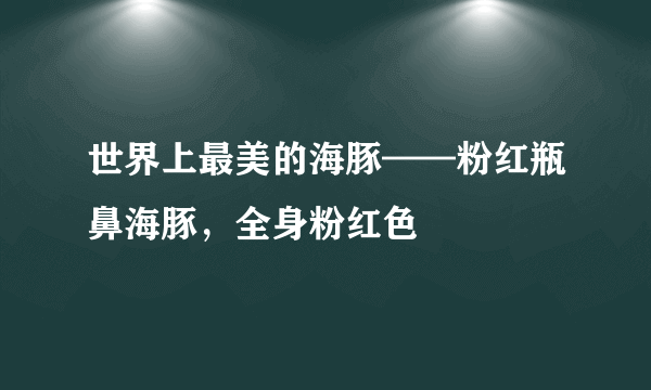 世界上最美的海豚——粉红瓶鼻海豚，全身粉红色