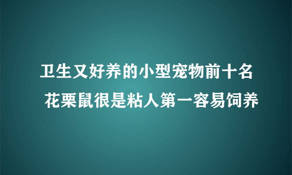 卫生又好养的小型宠物前十名 花栗鼠很是粘人第一容易饲养