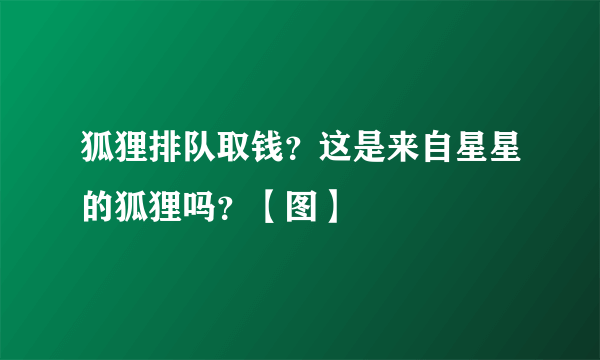 狐狸排队取钱？这是来自星星的狐狸吗？【图】