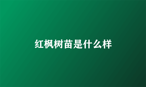 红枫树苗是什么样