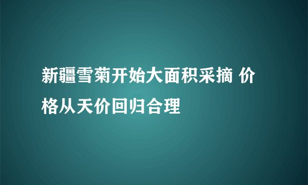 新疆雪菊开始大面积采摘 价格从天价回归合理