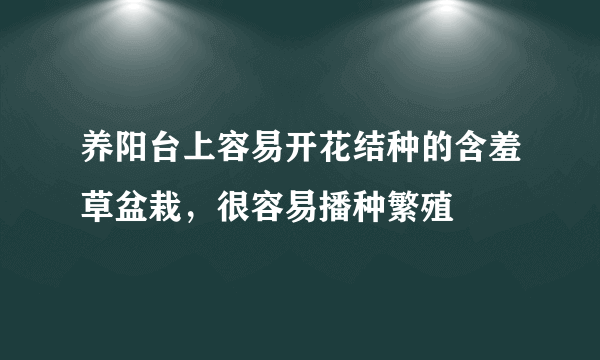 养阳台上容易开花结种的含羞草盆栽，很容易播种繁殖