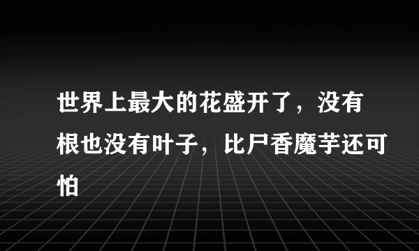 世界上最大的花盛开了，没有根也没有叶子，比尸香魔芋还可怕