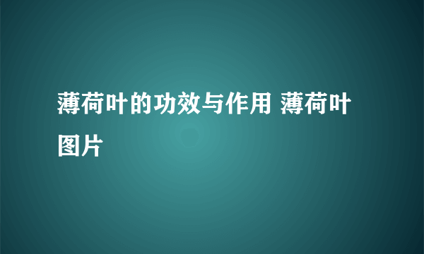 薄荷叶的功效与作用 薄荷叶图片