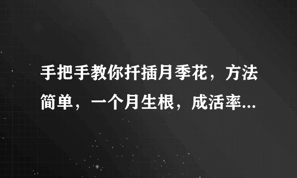 手把手教你扦插月季花，方法简单，一个月生根，成活率九十以上