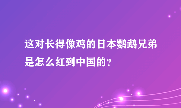 这对长得像鸡的日本鹦鹉兄弟是怎么红到中国的？