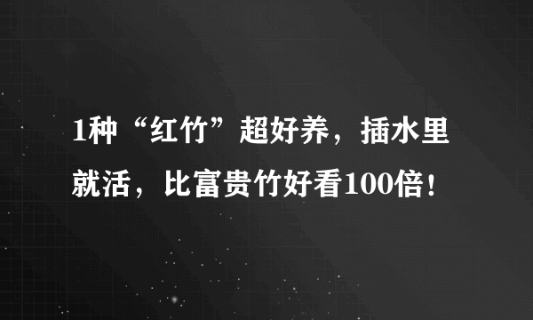 1种“红竹”超好养，插水里就活，比富贵竹好看100倍！