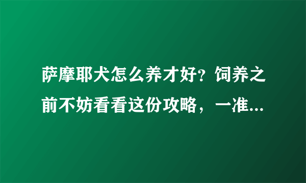 萨摩耶犬怎么养才好？饲养之前不妨看看这份攻略，一准有你需要的