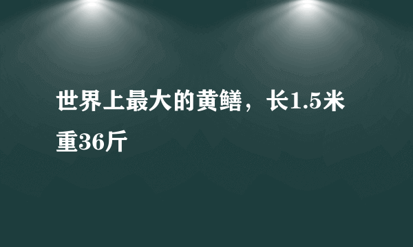 世界上最大的黄鳝，长1.5米重36斤