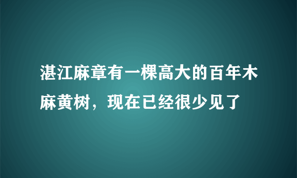 湛江麻章有一棵高大的百年木麻黄树，现在已经很少见了