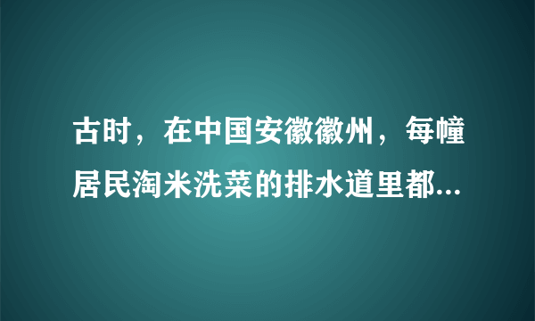 古时，在中国安徽徽州，每幢居民淘米洗菜的排水道里都会放养，充当建筑下水道的“清道夫”